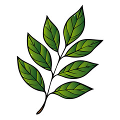 Esche Blatt Eschenblatt 