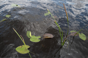Close-up of lily pads and reeds floating on dark reflective water, with dramatic sky mirrored on the surface. Peaceful Everglades scene rich in texture and natural detail.