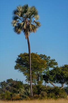 African fish eagle (Icthyophaga vocifer) in a real fan palm or makalani palm (Hyphaene petersiana), a tree native to the subtropical low-lying regions of south central Africa. Okavango Delta. Botswana