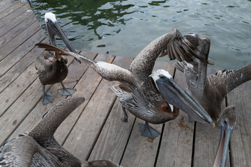 Group of brown pelicans gathered on a wooden dock, one flapping its wings in motion. Energetic...