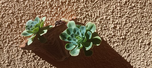 cactus plant in a wall