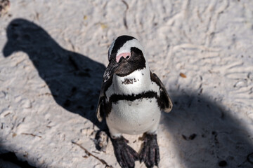 Nahaufnahme eines Afrikanischen Pinguins auf dem weißen Sandstrand von Boulders Beach