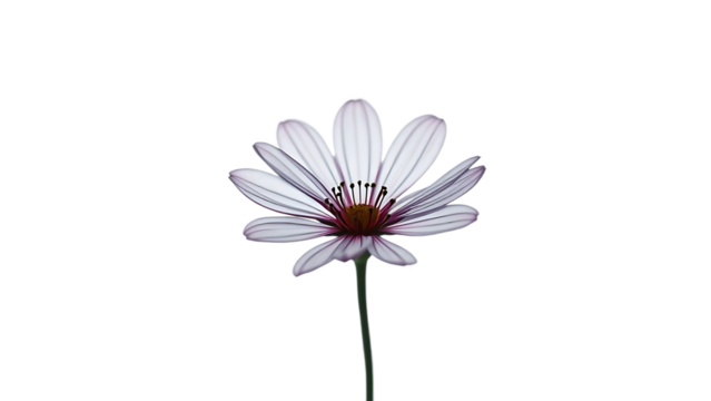 Isolated Delicate Flower Line Art isolated on transparent background - Powered by Adobe