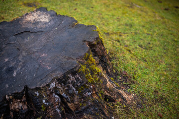 Close-up of dark mossy tree stump on grass field for forestry, decay and nature background concepts