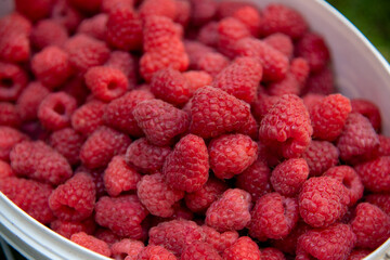 Raspberry from the garden, fresh berry close up. Planting organic food at the courtyard, July harvest. Summer texture in solid color. 