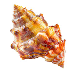 Obraz premium Close-up of a vibrant seashell, intricate spiral, warm colors