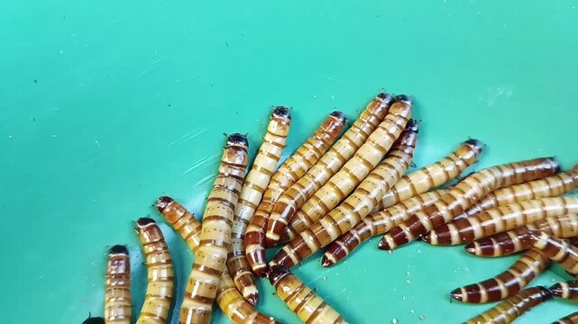 The German blackspot or Zophobas atratus is a species of darkling beetle.