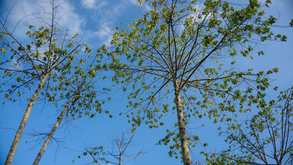 Branches and treetops against a blue cloudy sky on a clear day. Indonesian nature.