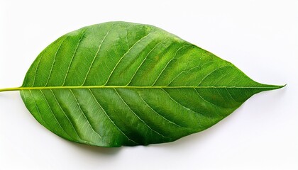 Fototapeta premium isolated of green leaves on white background