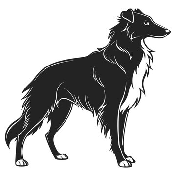 A black and white rough collie dog standing on a white background