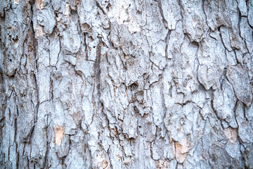 Grayish tree bark with visible deep  grooves – suitable for texture, forestry and background use concepts