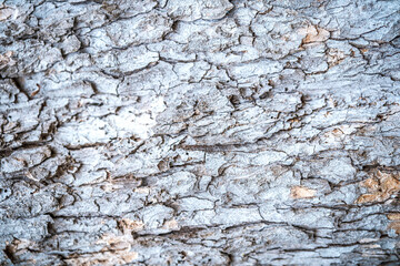 Grayish tree bark with visible deep  grooves – suitable for texture, forestry and background use concepts