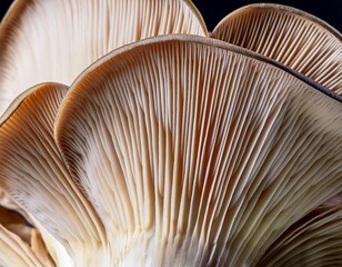 extreme close up of an eryngi mushroom