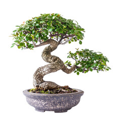 A bonsai tree in a dark gray pot
