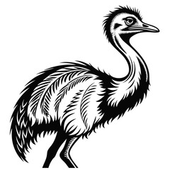 Fototapeta premium Close up of an emus head and ornate feathered body