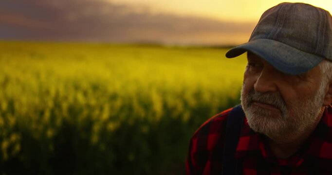 Portrait Of Professional Agronomist In Farmland, Old Man Admiring Agricultural Field In Sunset