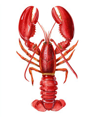 watercolor illustration of red lobster on white background