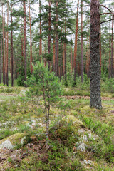 Fototapeta premium Title: Young Pine Tree in Forest