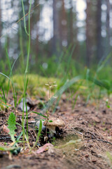 Mushroom in Pine Forest
