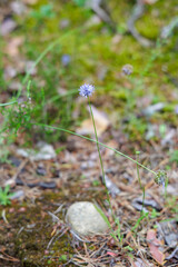 Lone Blue Forest Flower
