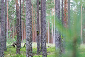  Birdhouse in Pine Forest
