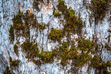 Mossed stone background, close up