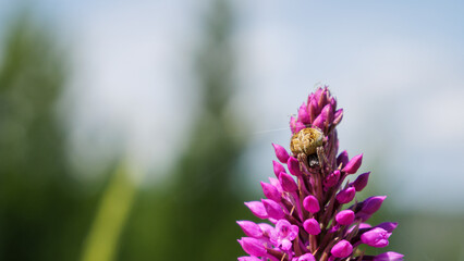 Nature photo of flower crab spider on purple Pyramidal Orchid