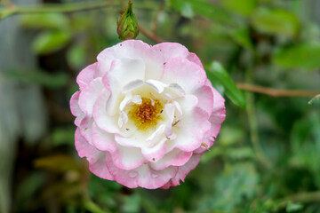 Delicate Pink and White Rose