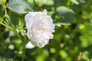 Soft White Rose in Sunlight