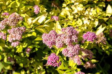 Fototapeta premium Delicate Pink Spiraea Flowers in Bloom
