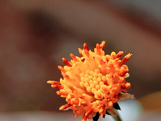 close-up of a vibrant orange flower with unique, textured florets, showcasing its intricate details...