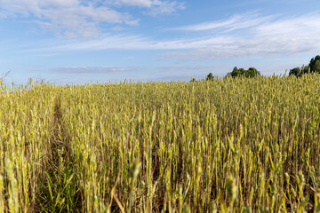 Ripening Wheat Field Under Blue Sky