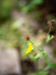 Fototapeta premium a yellow flower