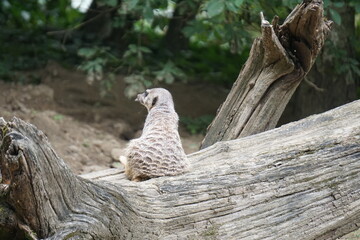 Surykatka rozgląda się i pilnuje bezpieczeństwa © Adam