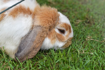 Adorable white rabbit sitting alertly on vibrant green grass, showcasing its soft fur and curious expression. Ideal for themes of spring, Easter, pets, nature, and cute animal imagery.