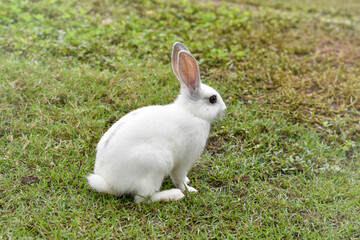 Adorable white rabbit sitting alertly on vibrant green grass, showcasing its soft fur and curious...
