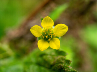 yellow flowers in the garden
