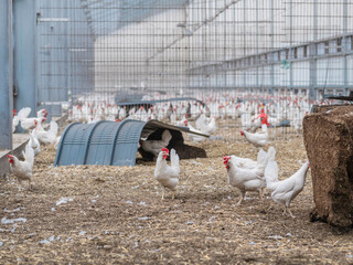 Interior of modern poultry farm showing white chickens in large barn with overhead mesh netting and straw bedding floor © Victor