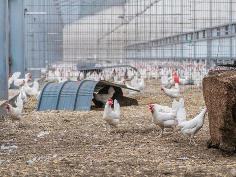 Interior of modern poultry farm showing white chickens in large barn with overhead mesh netting and straw bedding floor