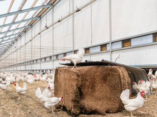 Large commercial poultry barn with white chickens and hay bales showing industrial-scale chicken farming operation