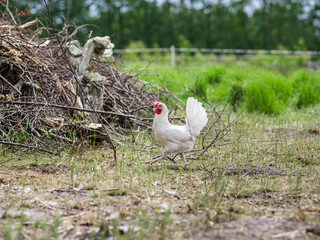 White chicken exploring natural brush pile and debris with farm fencing showing free-range habitat enrichment