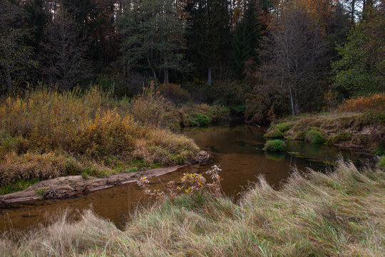 Beautiful autumn landscape: winding river with steep banks, autumn trees and grass. Wildlife national park. Concept of ecotourism, hiking, travel in autumn. Isloch, Belarus.