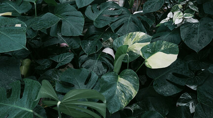 Monstera Deliciosa Foliage Close-Up. Monstera green leaves or Monstera Deliciosa. Philodendron monstera textures. Lush green tropical monstera leaves background vibrant foliage dark green plants.