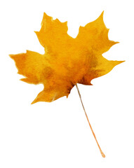 Watercolor Autumn Maple Leaf on Transparent Background. Isolated Fall Design Element in Yellow and Orange Vibrant Colors
