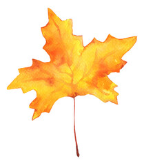 Watercolor Autumn Maple Leaf on Transparent Background. Isolated Fall Design Element in Yellow and Orange Vibrant Colors