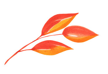 Watercolor Autumn Leaf Isolated Fall Leaves Branch Design Element in Red and Orange Vibrant Colors on Transparent Background, Hand Painted Illustration
