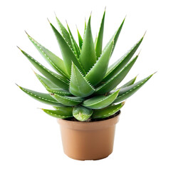 Fototapeta premium Potted aloe vera plant, vibrant green