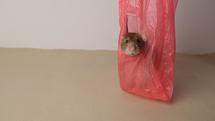 Brown rat in a red plastic bag.