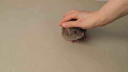 Brown rat in a human hand.