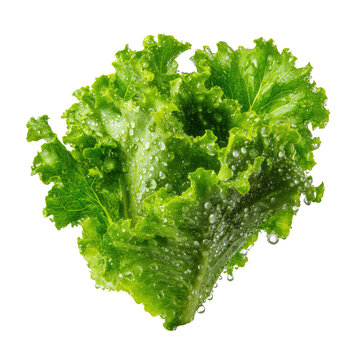 Fresh, vibrant head of crisp green lettuce, covered in water droplets